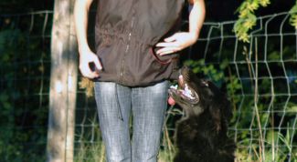 Картинка по теме - как научить собаку команде 