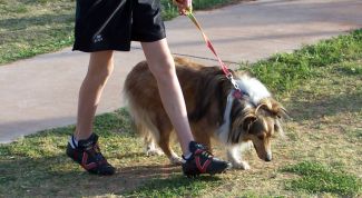 Картинка по теме - как отучить собаку подбирать на улице