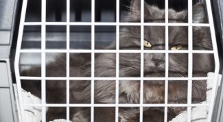 Картинка по теме - как перевезти кошку