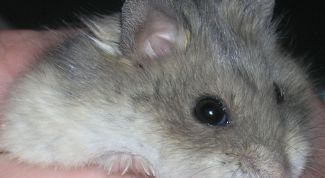 Картинка по теме - как отличить хомяка-девочку от хомяка-мальчика