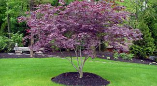 Картинка по теме - как пересадить дерево