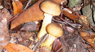 Картинка по теме - как заморозить опята