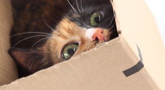 Картинка по теме - как понять, что кошка рожает