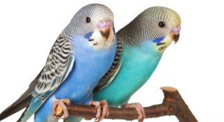 Картинка по теме - как различить пол волнистого попугая