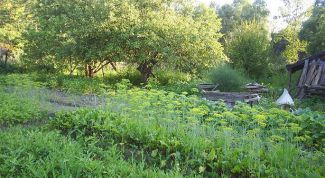 Картинка по теме - как оформить землю из аренды в собственность