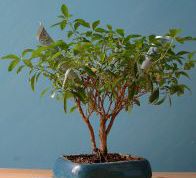 Картинка по теме - как подарить деньги на день рождения