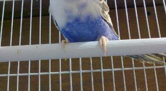 Картинка по теме - как научить волнистого попугая разговаривать