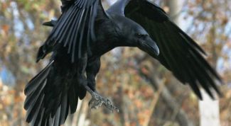 Картинка по теме - как сделать ворона