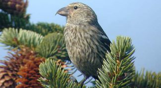 Картинка по теме - как сделать птичку