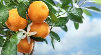 Картинка по теме - как вырастить мандарин из косточки