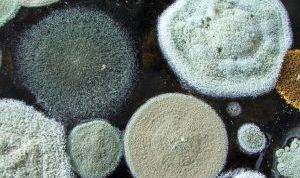 Картинка по теме - как предотвратить появление плесени