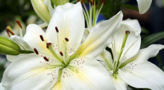 Картинка по теме - как сделать исскуственную лилию