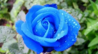 Картинка по теме - как покрасить розу