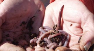 Картинка по теме - как развести червей для рыбалки