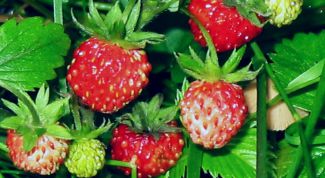 Картинка по теме - как сажать семена земляники