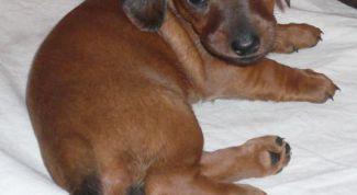 Картинка по теме - как приучать таксу к туалету