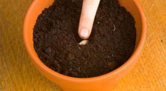 Картинка по теме - как посадить косточку лимона