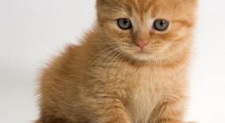 Картинка по теме - как вывести кошачий запах