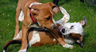 Картинка по теме - как подружить собак