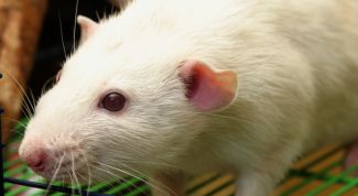 Картинка по теме - как приручить крыс