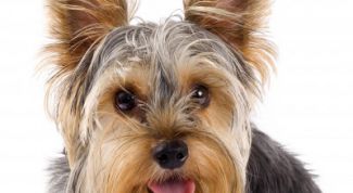 Картинка по теме - как приучить йорка к пеленке