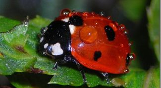 Картинка по теме - как сделать божью коровку