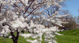 Картинка по теме - как посадить вишню