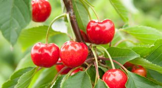 Картинка по теме - как прививать черешню