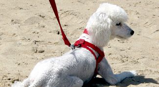 Картинка по теме - как подстригать пуделей