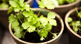 Картинка по теме - как посадить в горшок