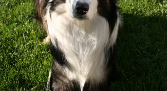 Картинка по теме - как приучить собаку к командам