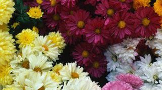 Картинка по теме - как посадить цветы на даче