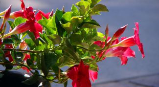 Картинка по теме - как прищипывать петунию