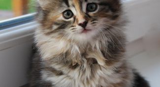 Картинка по теме - как просить прощения у любимых