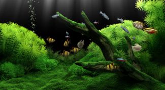 Картинка по теме - как приклеить фон к аквариуму