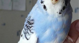 Картинка по теме - как приучить волнистого попугая к рукам