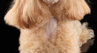 Картинка по теме - как научить команде голос