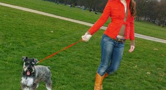 Картинка по теме - как научить собаку ходить в туалет