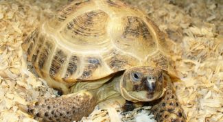 Картинка по теме - как нарисовать черепашку