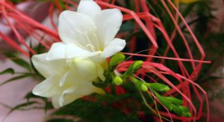 Картинка по теме - как сажать фрезию