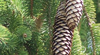 Картинка по теме - как сажать ели