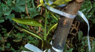 Картинка по теме - как привить деревья