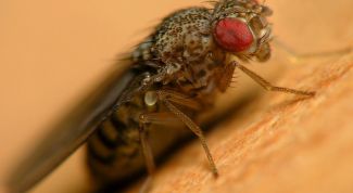 Картинка по теме - как сделать муху