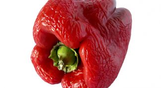 Картинка по теме - как прорастить семена перца