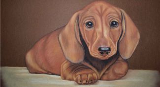 Картинка по теме - как научиться рисовать собаку