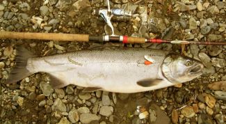 Картинка по теме - как приготовить кижуча