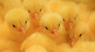 Картинка по теме - как развести кур