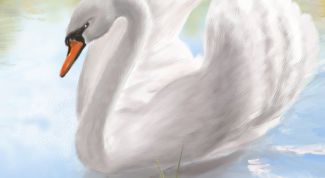 Картинка по теме - как нарисовать карандашами лебедя