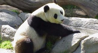 Картинка по теме - как нарисовать панду