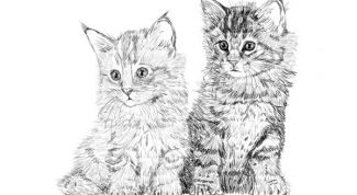 Картинка по теме - как нарисовать котенка карандашом
